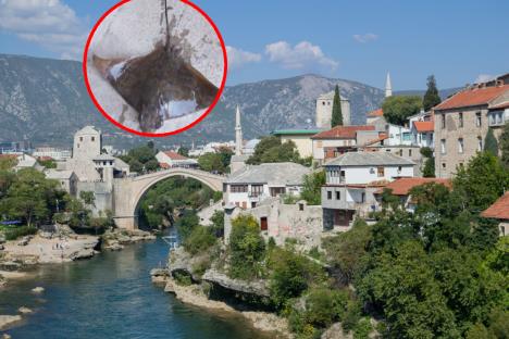 Golub ćukan u Neretvi i fotografija Mostara