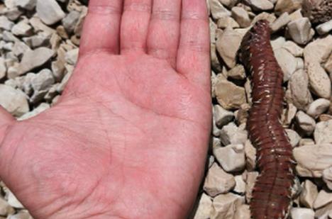 2025-07-30 16_15_52-vatreni-crv2.png (PNG Image, 622 × 350 pixels) — Mozilla Firefox.png