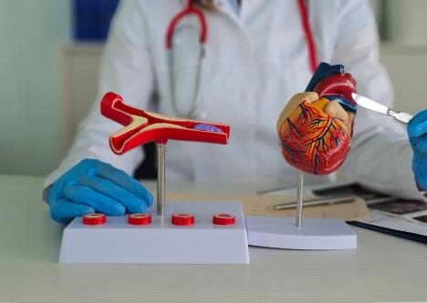 lekar u belom mantilu pokazuje skalpelom na model ljudskog srca koji stoji na stolu pored modela aorte