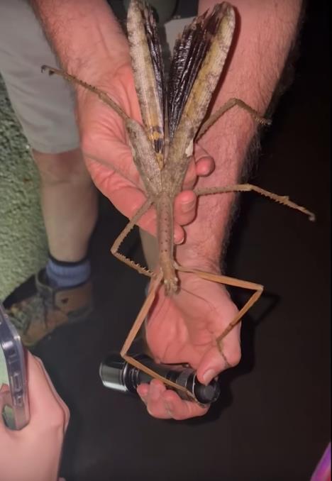 2025-07-31 15_33_16-New 40cm-long species of stick insect suspected to be the heaviest insect in Aus.png