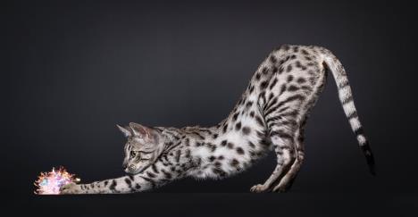 Mačka se isteže.jpg