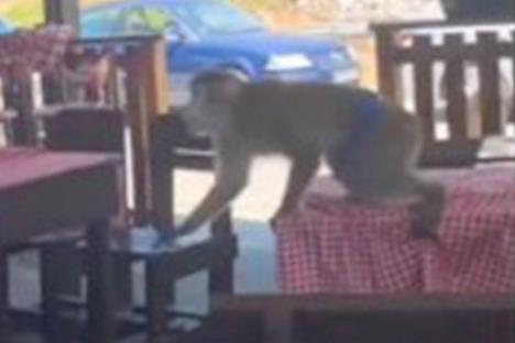 majmun crna gora restoran