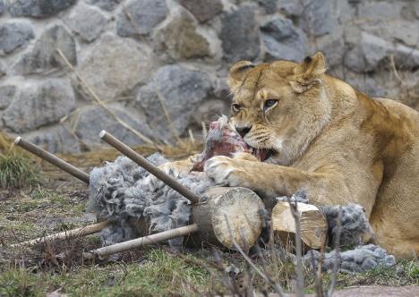 1 EPA Sergey Dolzhenko.jpg