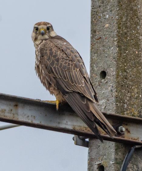 Stepski soko Boris Okanović.jpeg