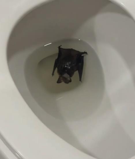 Slepi miš u Wc šolji Alison Dojl