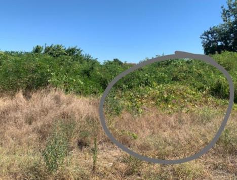 Spomen ploča Jelene Marjanović zarasla u korovu