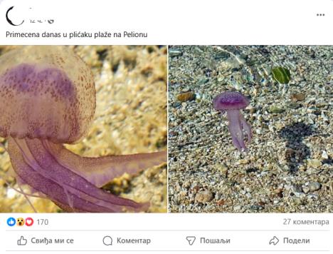 Ljubičaste meduze u plićaku u moru u Grčkoj