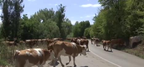 Screenshot 2025-08-15 105401.png