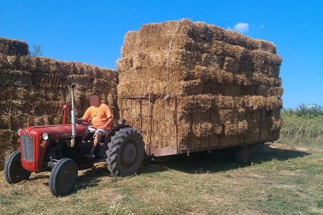 Ovo je M. M. (44) drugi osumnjičeni za ubistvo na gulašijadi
