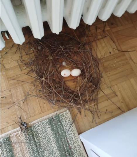 Golub je ušao u Sanjinu sobu i napravio gnezdo