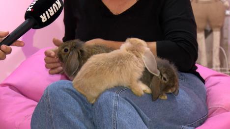 jedan žuti i dva braon zeca u krilu žene koja sedi