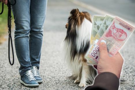 kuče u šetnji bez povoca