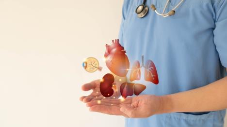 doktor drži simbole srca, pluća, jetre, bubrega i očiju, koncept doniranje organa