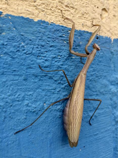 bogomoljke su bezopasne za ljude