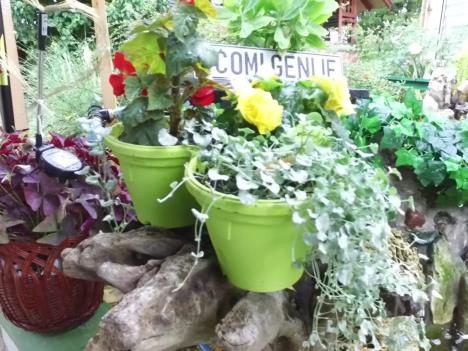 Najlepše dvorište 3.jpg