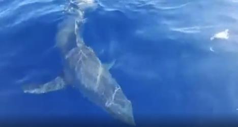 ajkula reddit (5).jpg