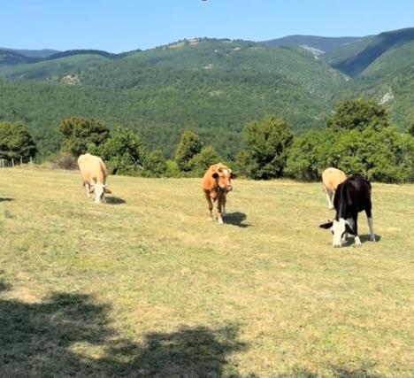 Krave pasu na livadi