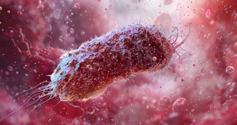 enterohemoragična ešerihija coli