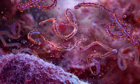 enterohemoragična ešerihija coli