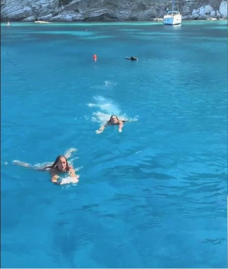 Grčka divlja svinja