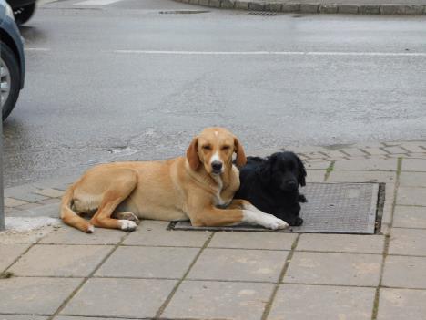 LOZNICA - Uvek ih ima.JPG