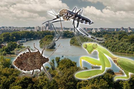 Smrdibuba, komarac i bogomoljka