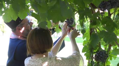 Berba groždja sa Hilandara u porti crkve Svete Trojice u Trsteniku (1).jpg