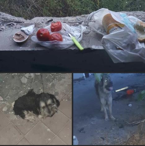 Dejan Ilic Don Rosi.jpg