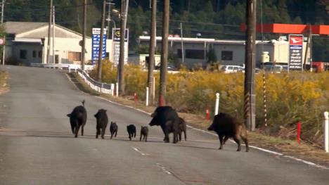 Fukushima boar.jpg