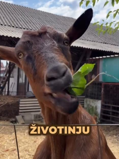 U ovom zooloskom vrtu mozete maziti sve zivotinje2.jpg