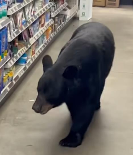 medved prodavnica.jpg