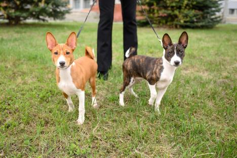 Dva Basenjia na povocu na livadi