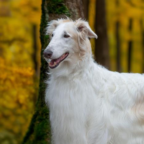 Ruski hrt (borzoi)