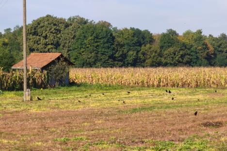 Kuća i njiva na selu