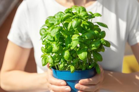 Devojka drži saksiju sa bujnim bosiljkom