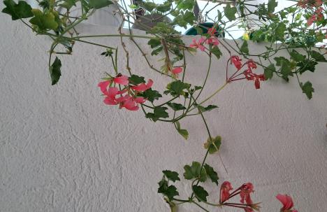 Blagica iz Vranja otkriva kako da sačuvate muškatle tokom zime