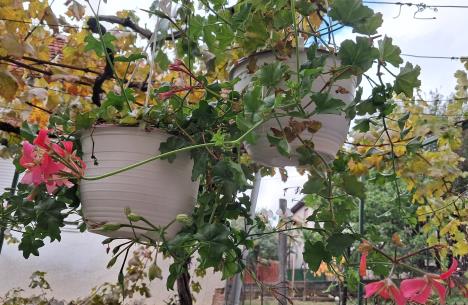 Blagica iz Vranja otkriva kako da sačuvate muškatle tokom zime