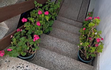 Blagica iz Vranja otkriva kako da sačuvate muškatle tokom zime