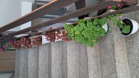 Blagica iz Vranja otkriva kako da sačuvate muškatle tokom zime