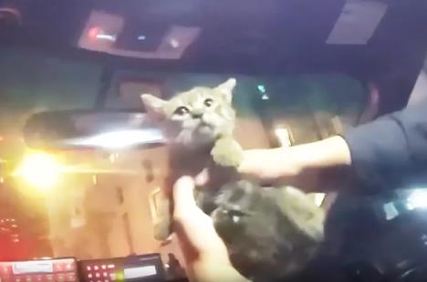 policajac u Njujorku spasio mače