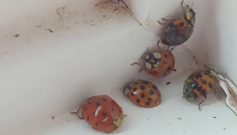 Screenshot 2025-10-29 122740.jpg