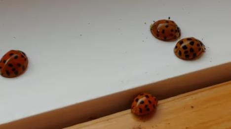 Screenshot 2025-10-29 122755.png