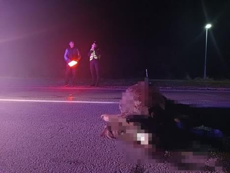 Stradao magarac foto s.u..jpg