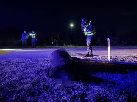 Stradao magarac foto s.u. (2).jpg