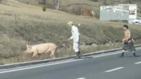 Čajetina krmača put