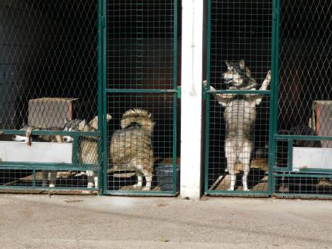 LOZNICA -Čekaju novi dom.JPG