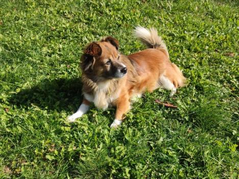 pac kuca kuče mešanac