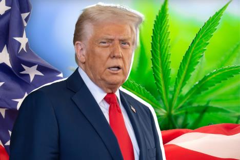 Donald Tramp Marihuana