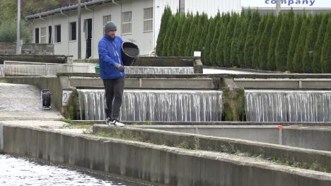 Ribnjak kalifornijeske pastrmke u Novom Pazaru