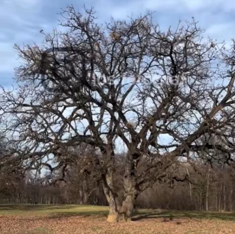 Hrast na Košutnjaku iz serije Porodično blago.jpg